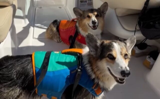 Avventura in mare aperto: i fratellini Corgi arrivano sulla loro prima barca (VIDEO)