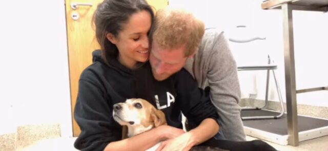 Meghan Markle ha detto addio al suo cane, un Beagle adottato nel 2015