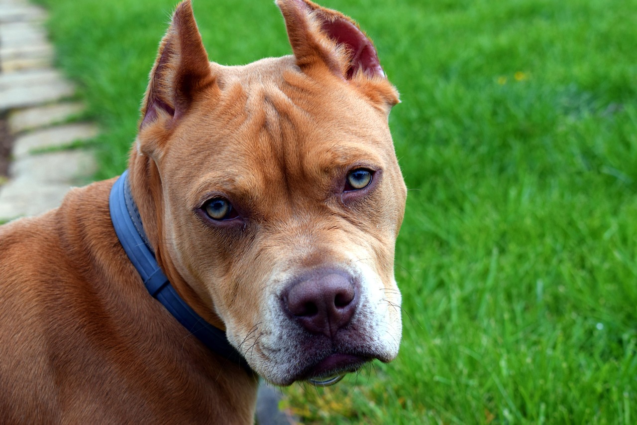 Cane Pitbull