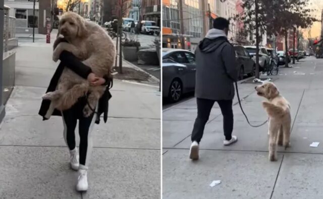 La donna porta il suo pesantissimo cane in braccio dopo che si è fatto male, ma c’è un colpo di scena (VIDEO)