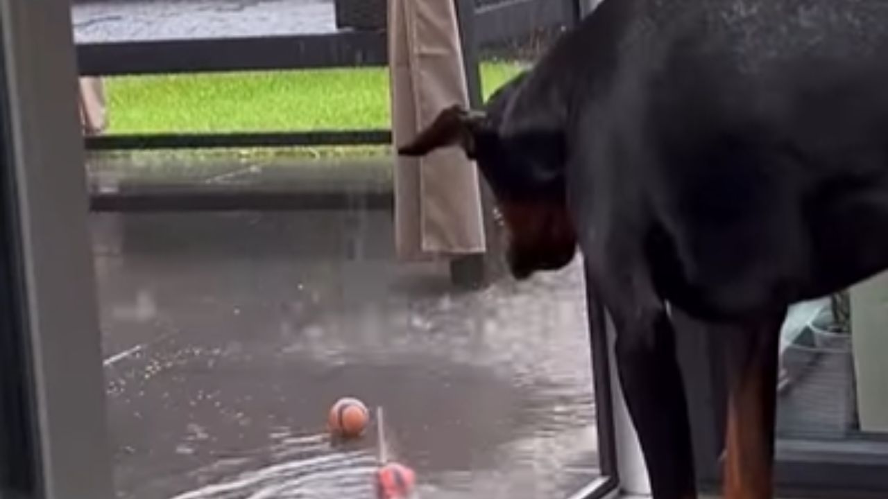 cane dobermann