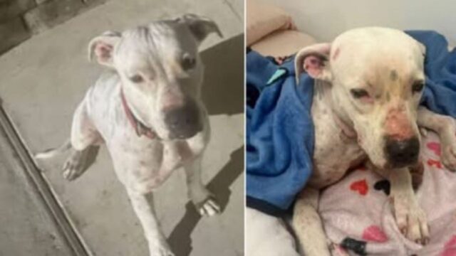 La Pitbull randagia si presentata alla porta di una donna: “Ti prego, sono stanca”