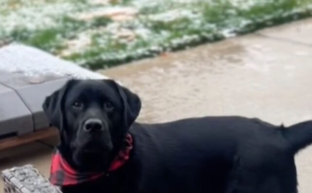 Il Labrador si accorge che la neve si sta sciogliendo e non riesce a smettere di preoccuparsi (VIDEO)