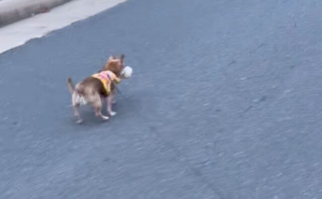 Questo Chihuahua scopre qualcosa di particolare durante la sua passeggiata: era davvero stupito (VIDEO)