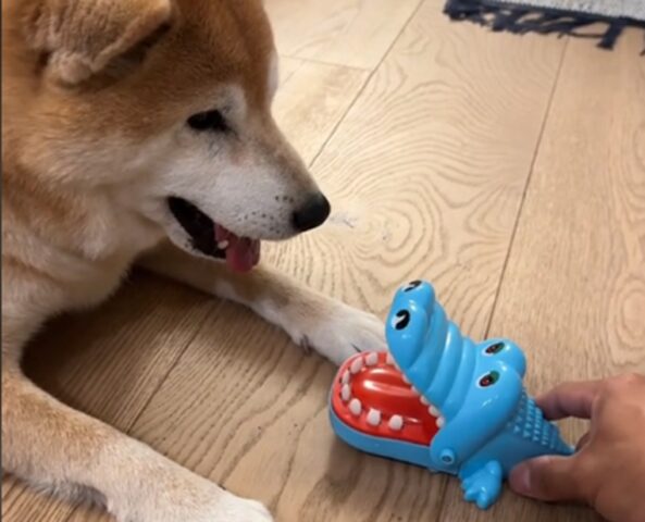 Shiba Inu “parla” con il giocattolo del bambino e la conversazione è adorabile