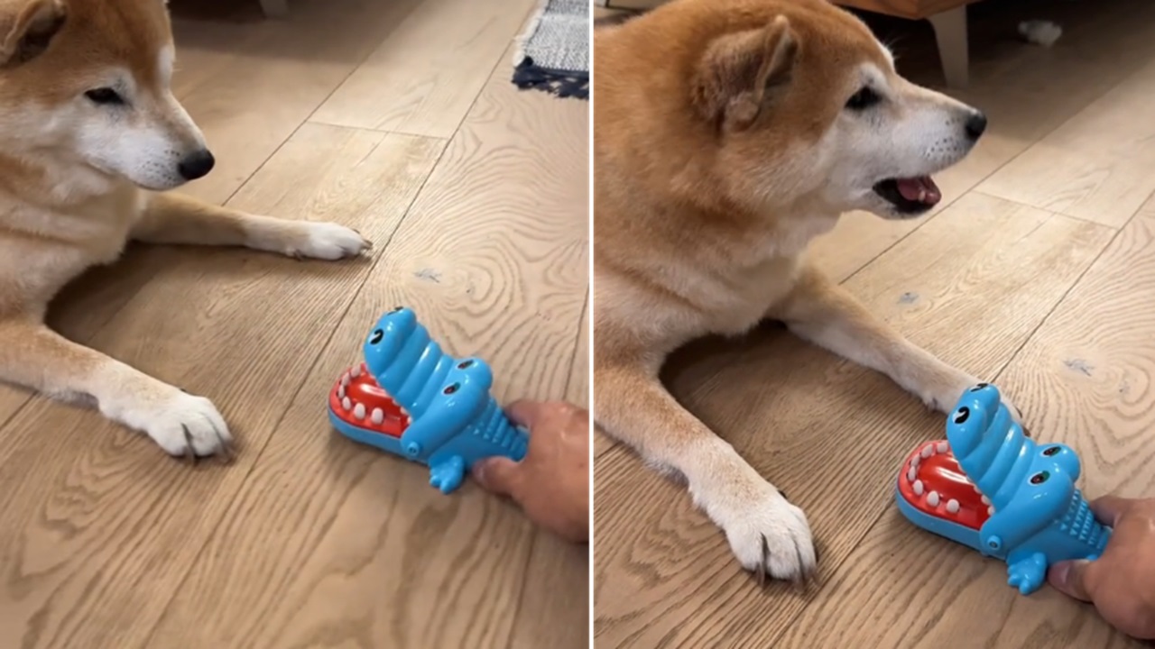 Shiba Inu giocattolo per bambino