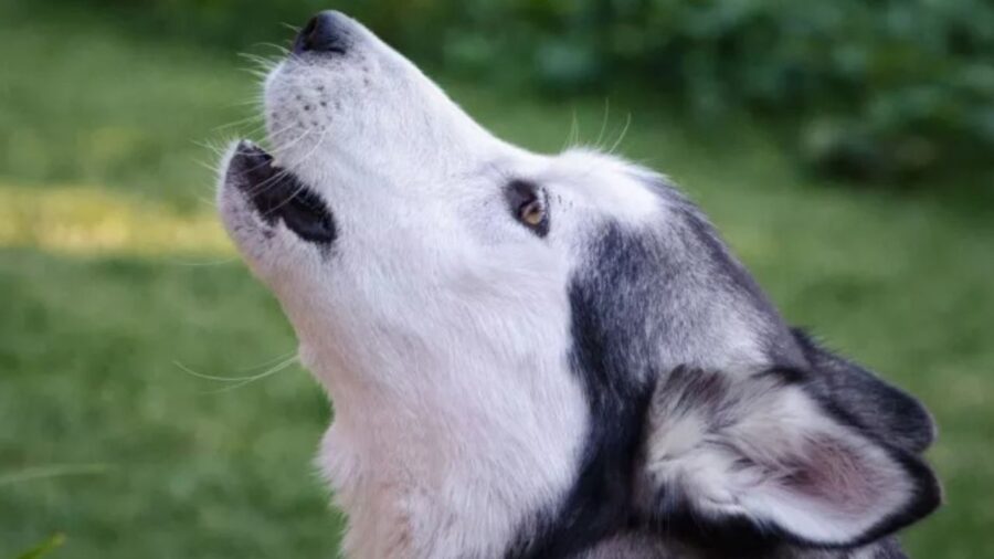 Un Siberian Husky