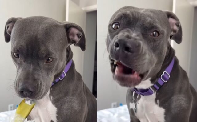 L’espressione di questo Pitbull dopo aver mangiato un sottaceto dice tutto: “Ho davvero fatto un errore” (VIDEO)