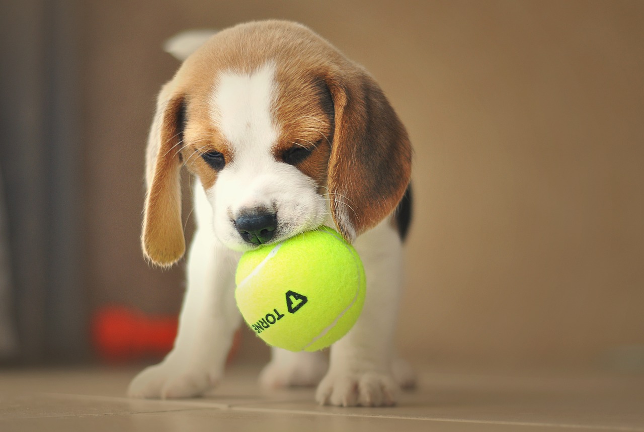 Beagle con la pallina in bocca