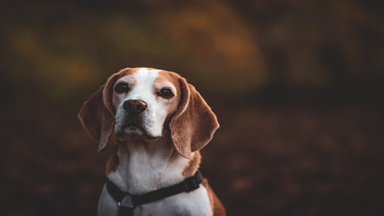 Cane Beagle e sperimentazione animale in Italia