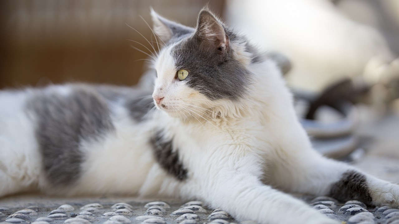 Tassa sugli animali domestici