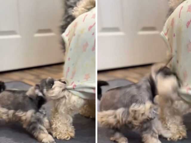 Il cucciolo di Schnauzer decide di protestare: la sua mamma ha chiuso il “milk bar” troppo presto