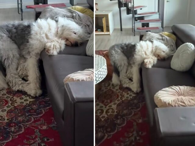 Il cane anziano che non può salire sul divano trova una soluzione alternativa (ed è tutta da ridere)