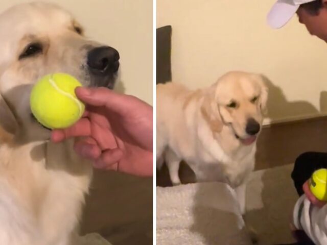 L’atteggiamento di questo Golden Retriever porta davvero la gentilezza a un livello successivo