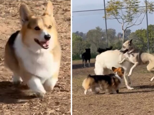 Il Corgi anziano decide di mostrare a tutti i cani di grossa taglia chi comanda davvero al parco