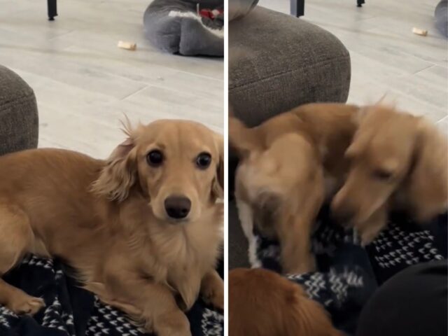 Il cucciolo di Bassotto ha finito i dolcetti e il suo modo di fare i capricci è pura tenerezza