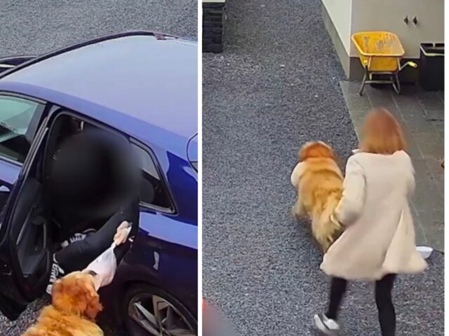 Un vero ladro: questo Golden Retriever ha portato a termine un colpo perfetto in una fattoria irlandese