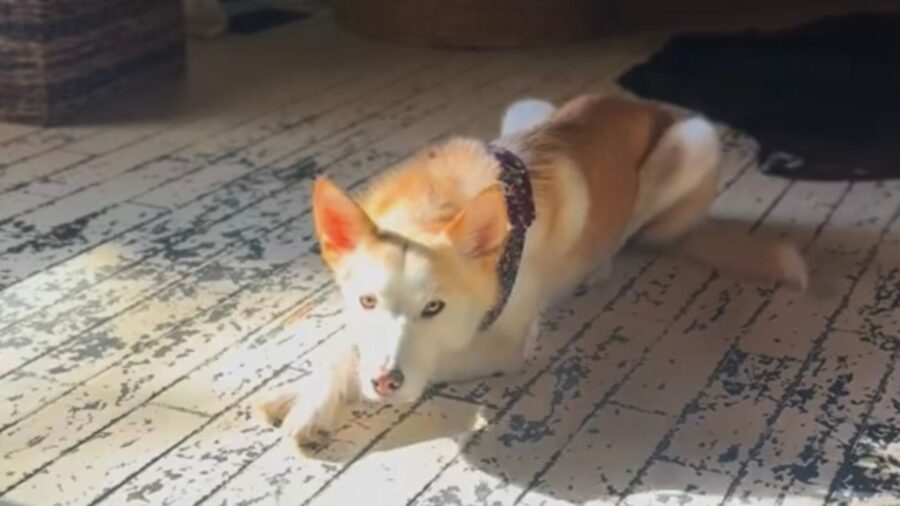 Cagnolino guarda l’obiettivo