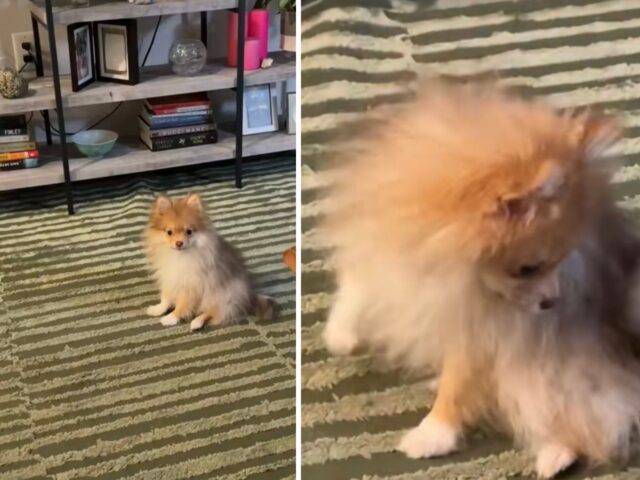 Il cucciolo di Pomerania mostra alla sua mamma dove il veterinario “gli ha fatto la bua”