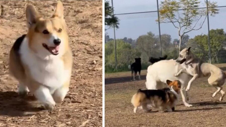 Cane di razza Corgi cardigan 