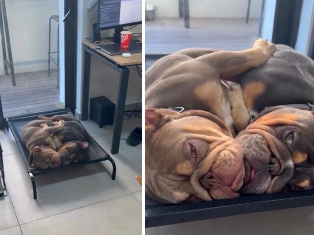 Sì, questi due Bulldog schiacciano un pisolino così adorabile che è davvero difficile resistergli