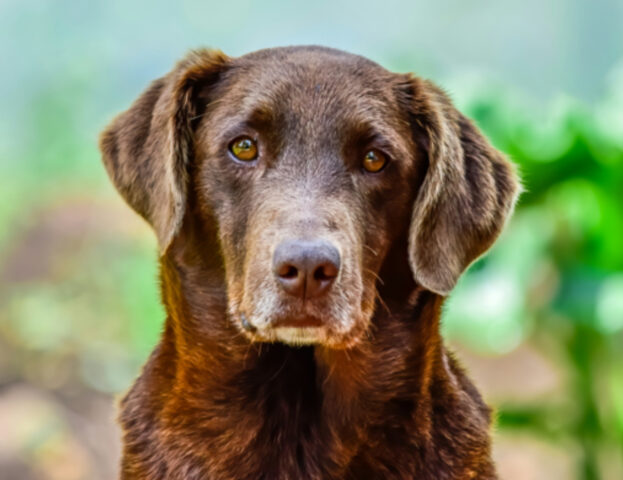 C’è un posto nel mondo dove, purtroppo, gli studi dimostrano che i cani sono più esposti a una precisa droga pesante