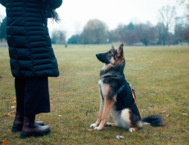 Come capire se un cane è adatto alla pet therapy?