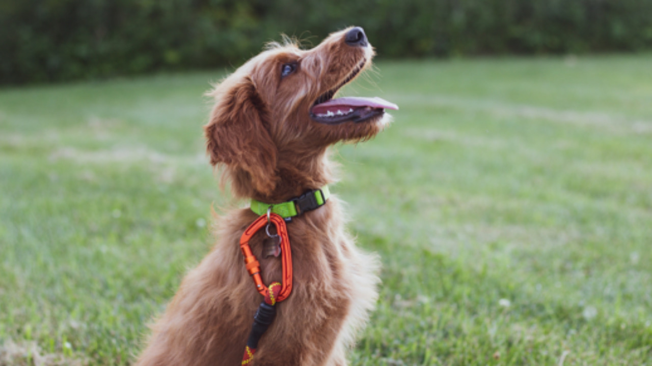 Cane guarda l’umano