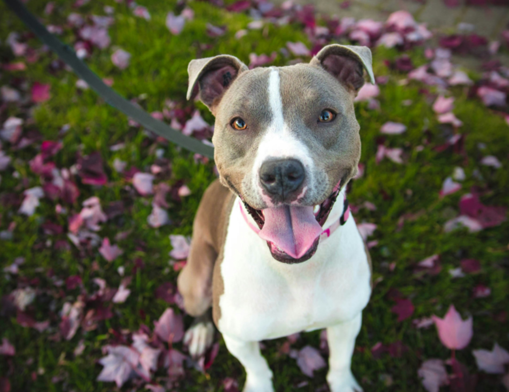 Cane guarda avanti