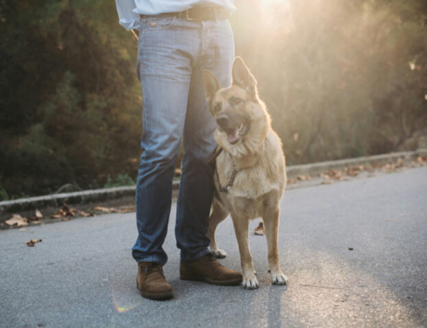 Come si diventa psicologo dei cani?