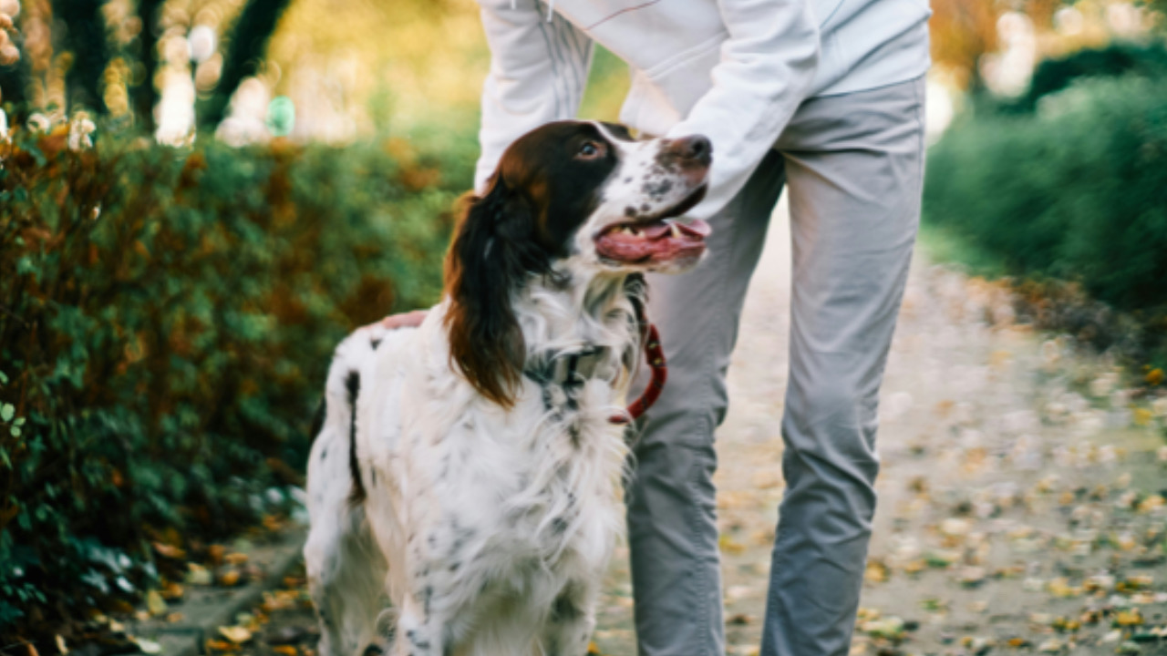 Cane con l’umano