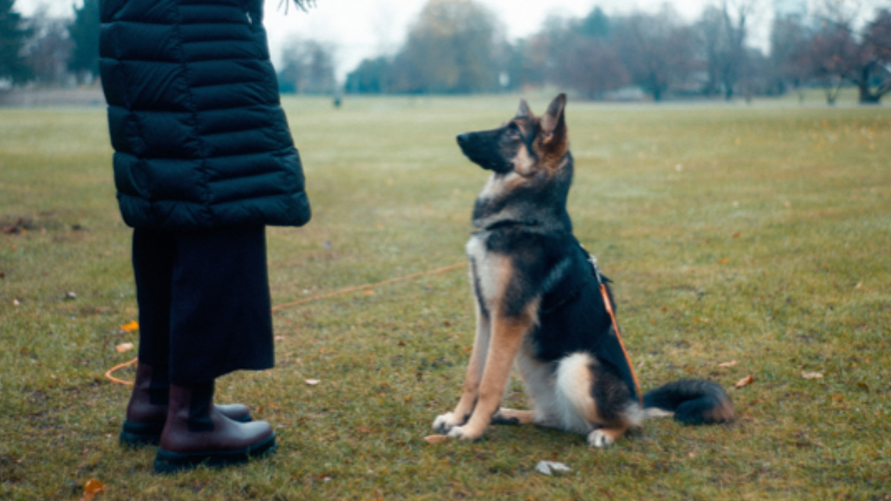 Cane guarda l’umano