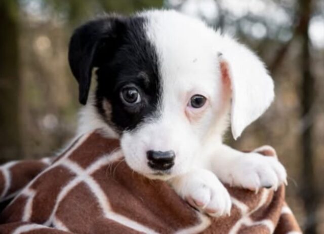 Decidono di non adottare un cucciolo di cane dal rifugio, ma la loro scusa è a dir poco assurda