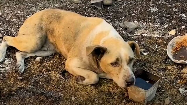 Dopo la distruzione, questo cane ha camminato per giorni in mezzo alle macerie. Ma è arrivato il lieto fine – Video