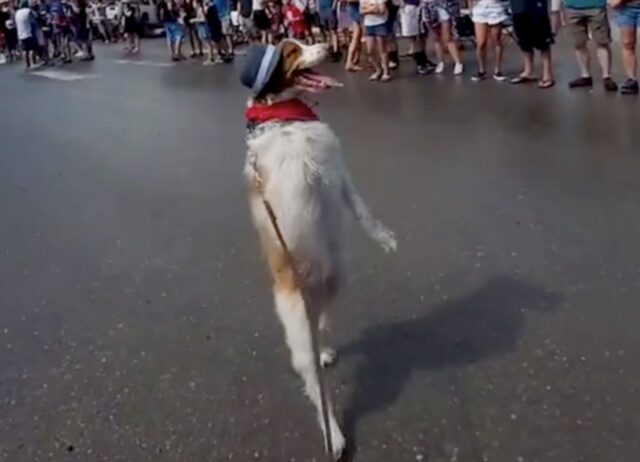 Dopo un brutto incidente questo cane cambia tutto e impara a camminare usando solo due zampe