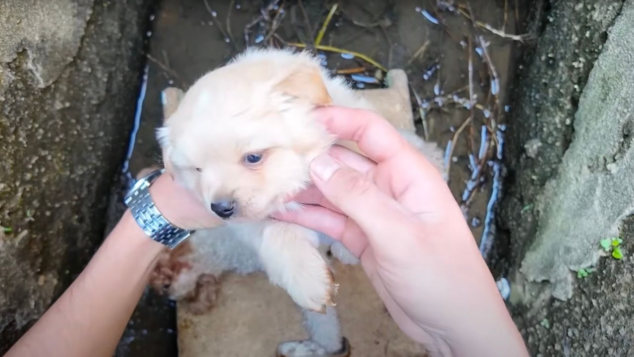 Cucciolo di cane in mano