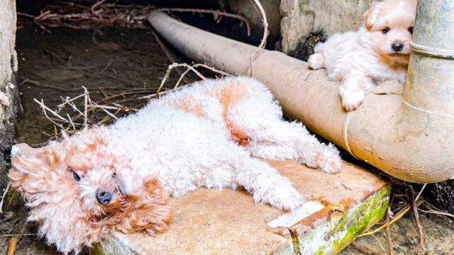 Erano in pericolo, tra l’umidità e il dolore: mamma cane e il suo cucciolo hanno rischiato tutto – Video