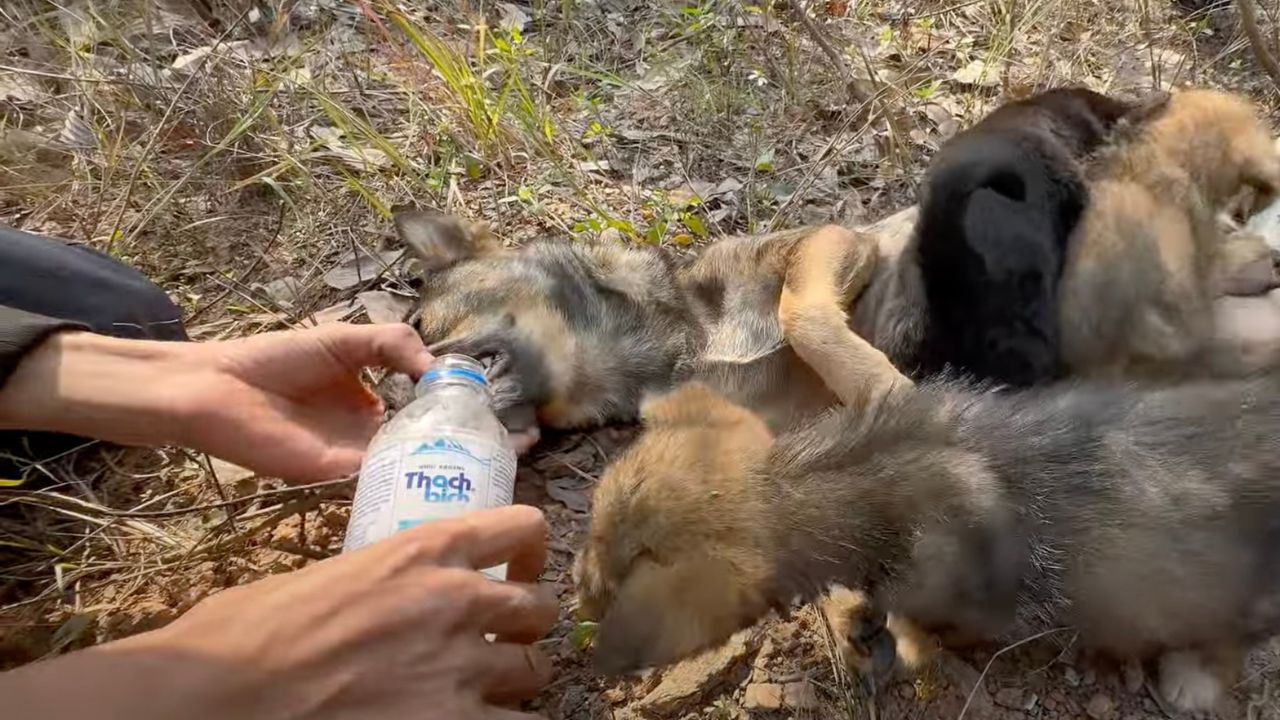 Cuccioli nutriti dalla mamma cane