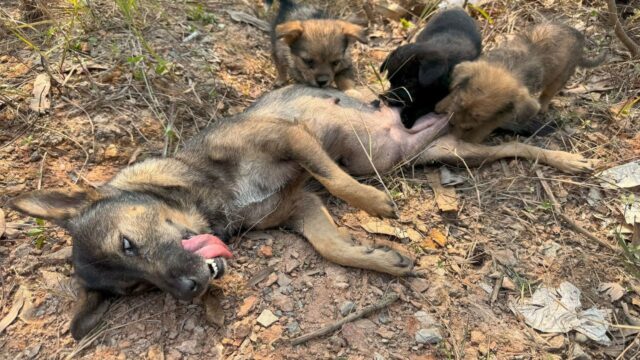 Esausta, mamma cane si stava lasciando andare: il suo salvataggio fa battere i cuori – Video