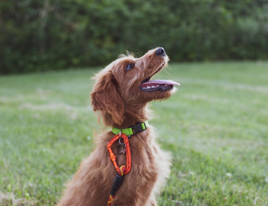 Esistono delle differenze fra addestrare un cane di taglia piccola e uno di taglia grande?