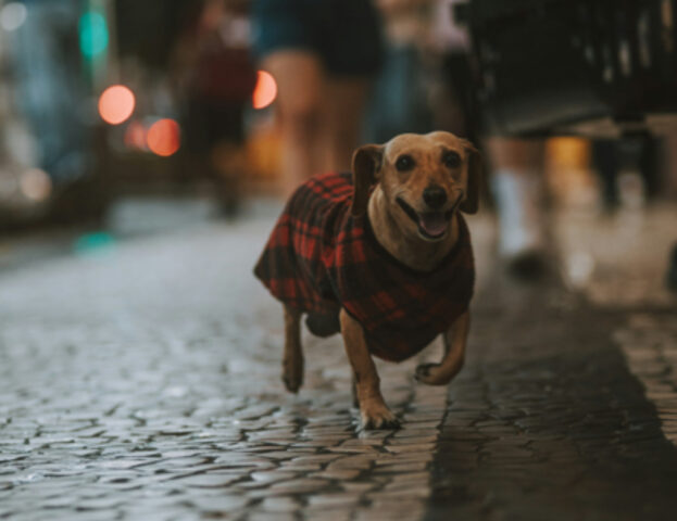 Forse non lo sai ma non esiste un cane davvero del tutto ipoallergenico, è questo è il motivo