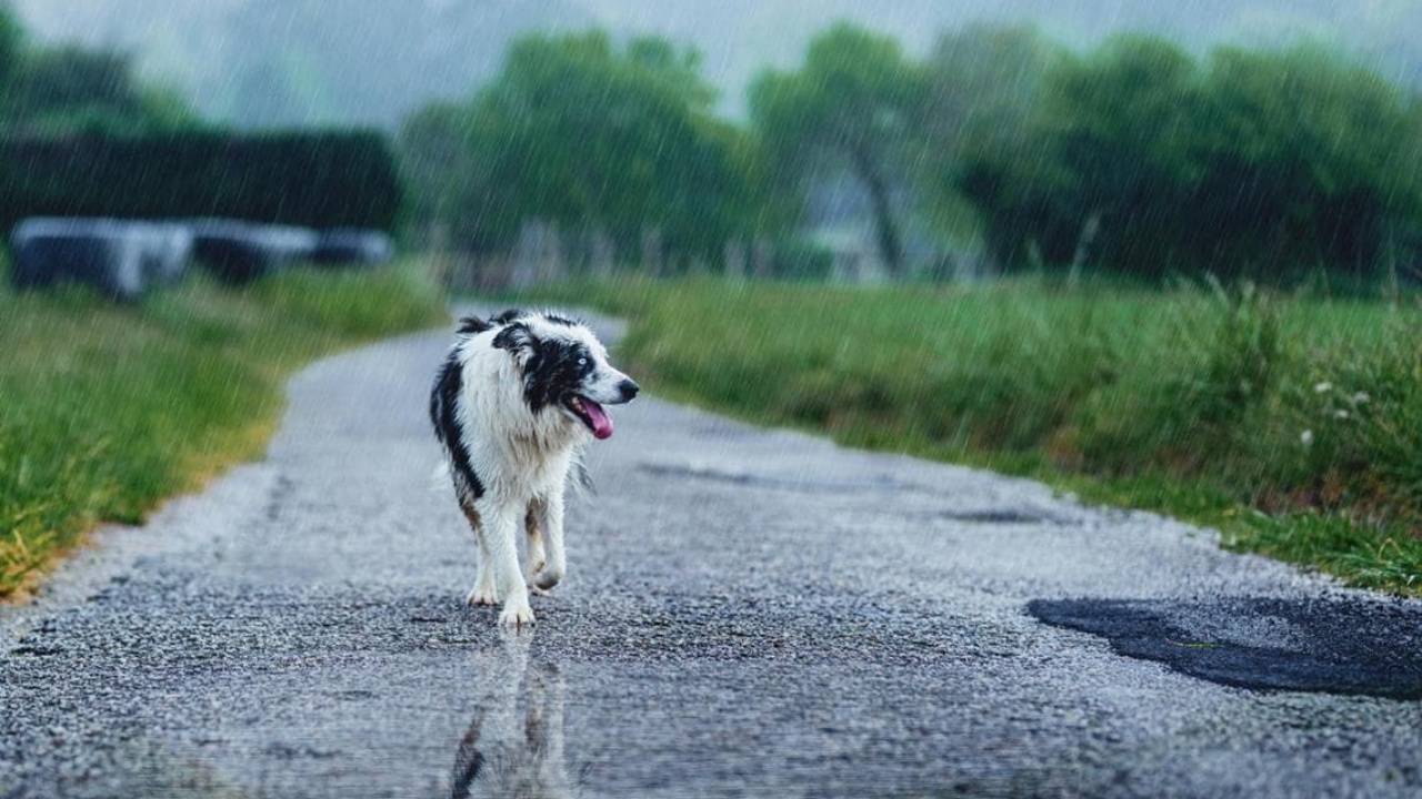 ecco come fanno i cani a ritrovare la strada di casa