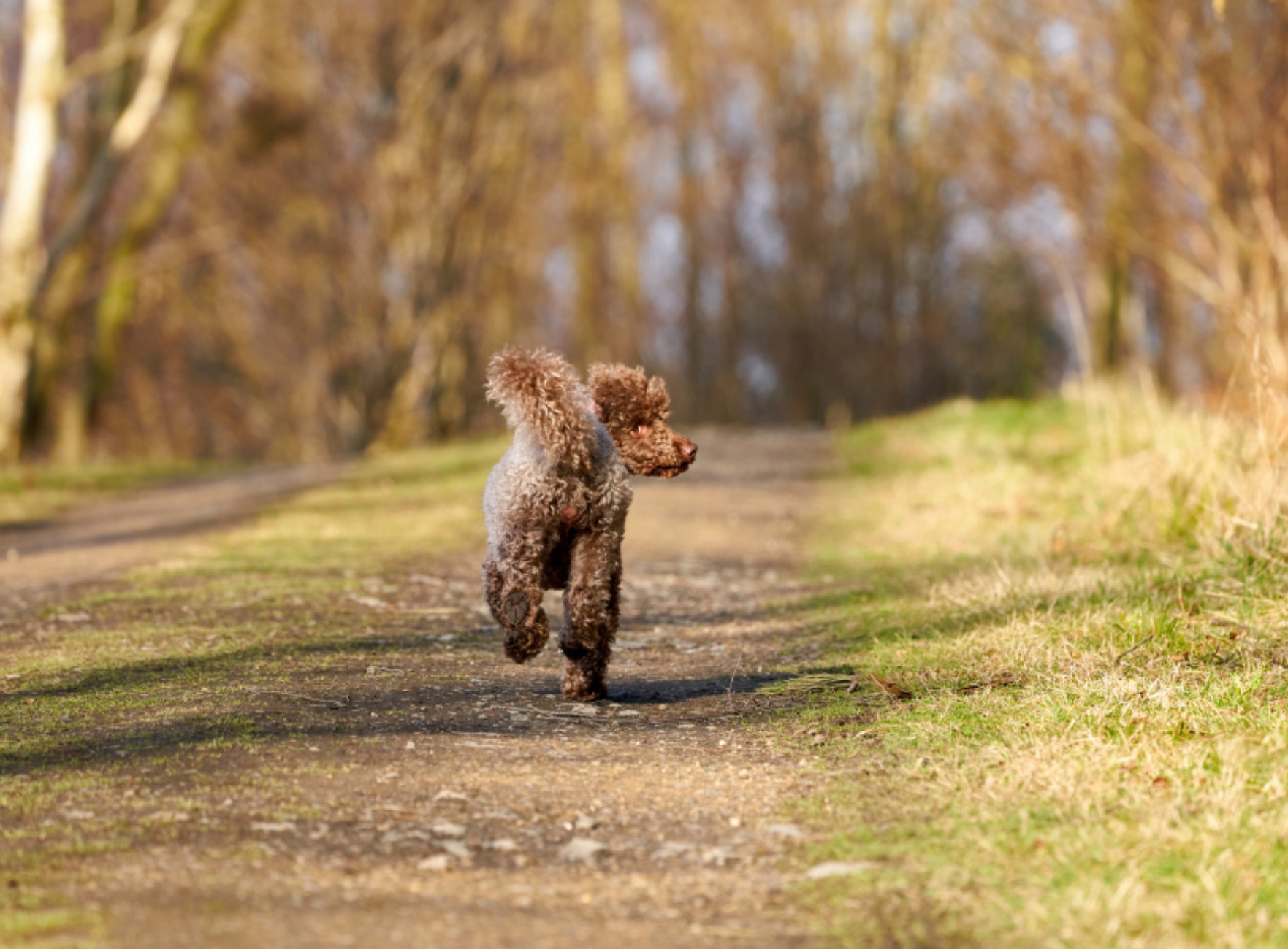 studi spiegano come fanno i cani a ritrovare la strada di casa