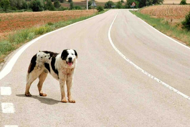 Gli studi hanno spiegato come fanno i cani a ritrovare la strada di casa