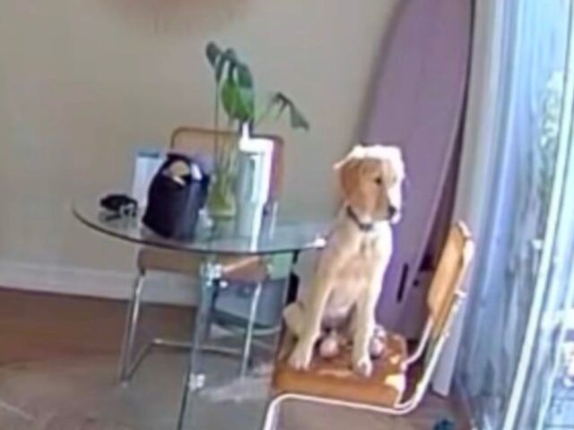 Il cucciolo di Golden Retriever fa una mossa a sorpresa ripresa dalla web cam: la mamma umana rimane di stucco