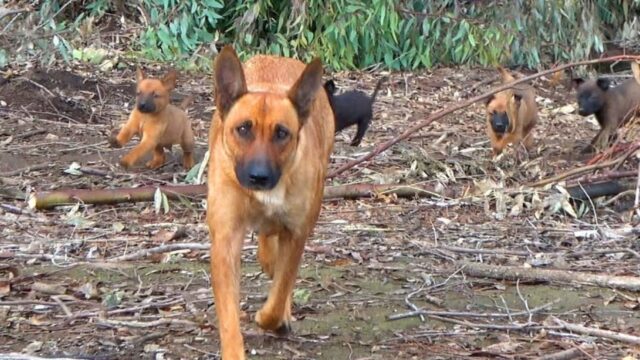 Grazie a un GPS i volontari sono riusciti a trovare (e salvare) mamma cane e i suoi cuccioli – Video