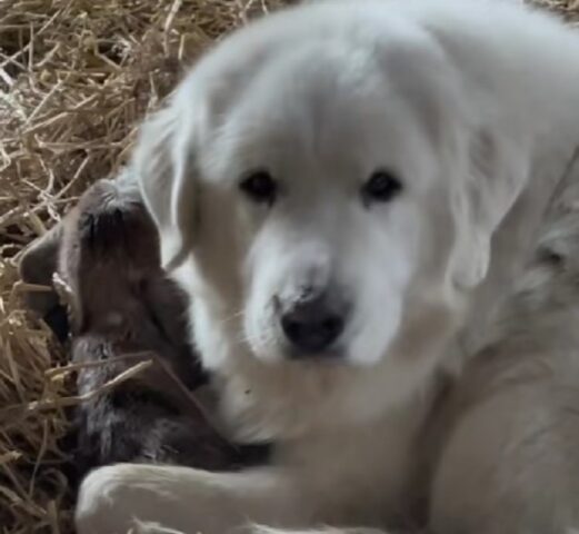 I cani da Pastore tengono al sicuro e al caldo il cucciolo di capretto, in modo che la mamma possa riposare