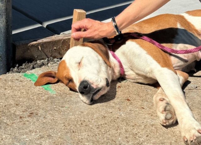 I volontari hanno ricevuto la foto di questo cane in difficoltà, accompagnata da parole agghiaccianti