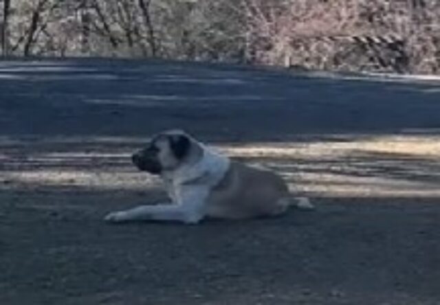 Il cane del vicino scappa e tutti gli altri animali sanno già chi devono sostenere