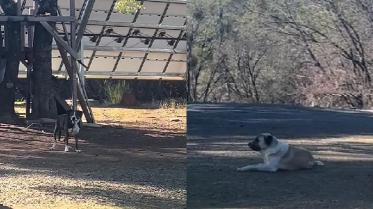 cane pastore incontra cane del vicino